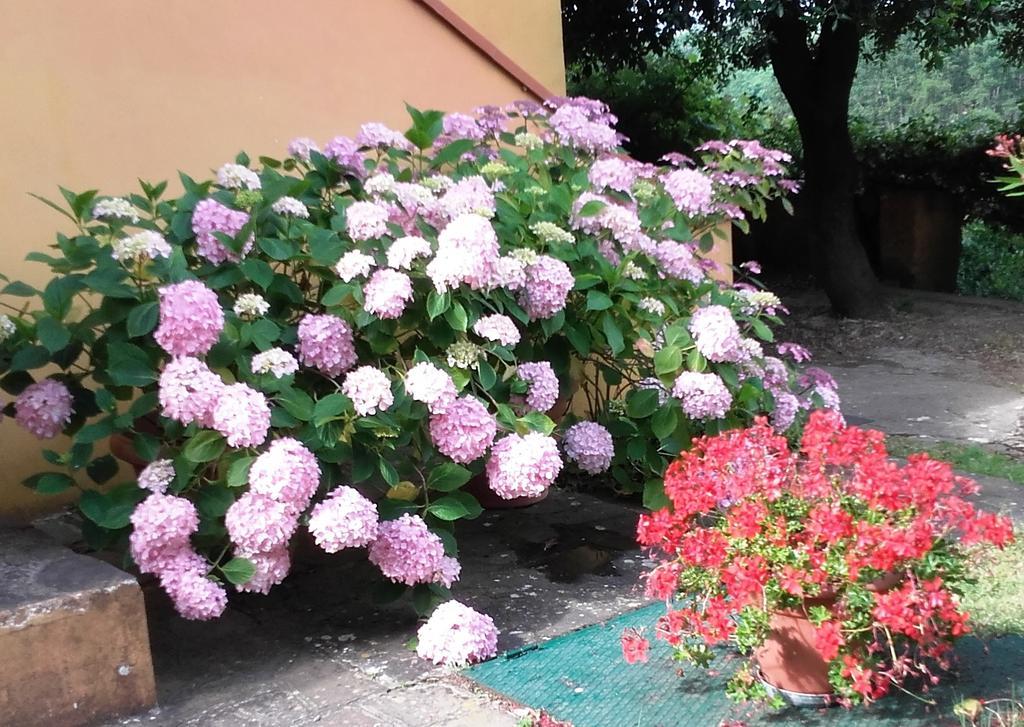 Agriturismo Poggio al Tesoro Crespina Esterno foto